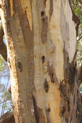 Eucalyptus chloroclada