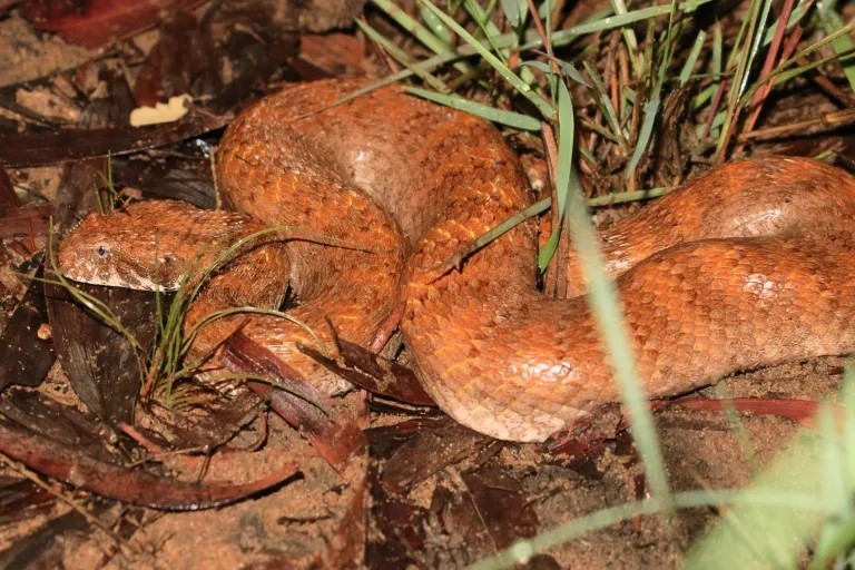 Kimberley Death Adder