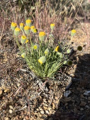 Erigeron linearis