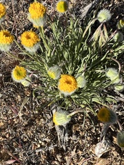 Erigeron linearis