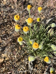 Erigeron linearis