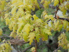 Quercus rubra rubra
