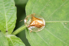 Aspidimorpha