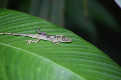 Anolis antonii