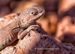 Ctenophorus caudicinctus