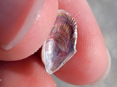 Brachidontes exustus