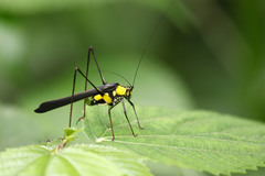 Dioncomena jagoi