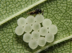 Trissolcus