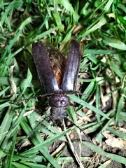 Aplagiognathus spinosus