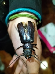 Aplagiognathus spinosus