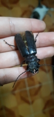 Aplagiognathus spinosus