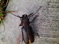 Aplagiognathus spinosus