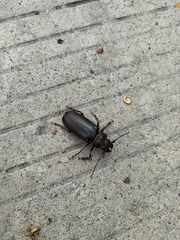 Aplagiognathus spinosus