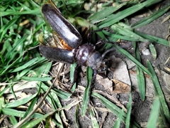 Aplagiognathus spinosus