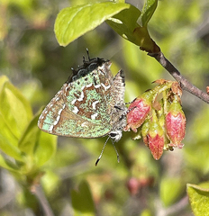Callophrys hesseli