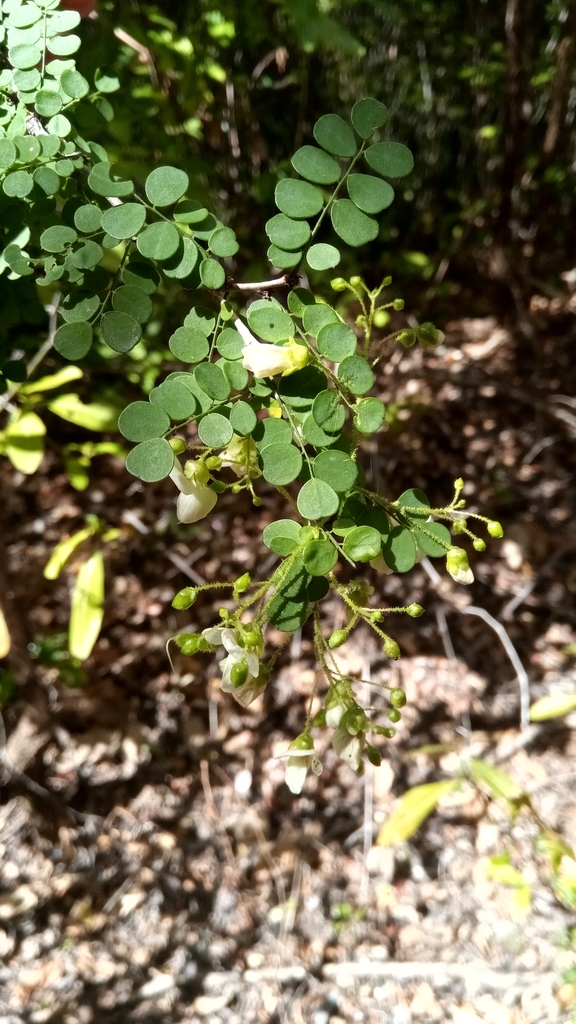 Ormocarpum bernierianum