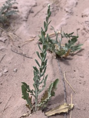 Leuzea repens