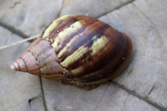 Achatinidae