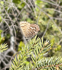 Callophrys niphon clarki