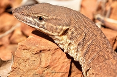 Varanus acanthurus