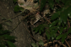 Genetta maculata