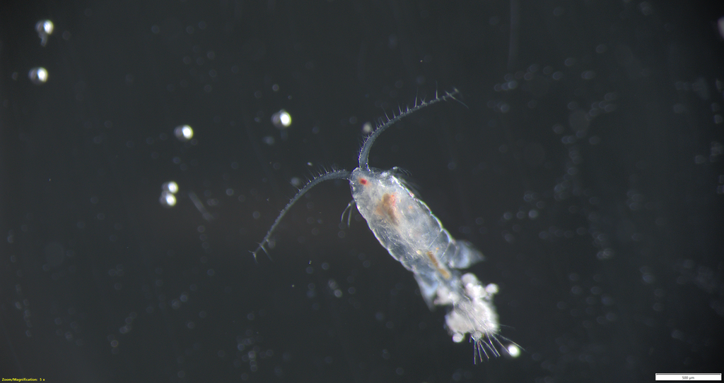 Eurytemora herdmani