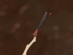 Teinobasis rufithorax
