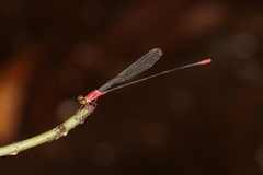 Teinobasis rufithorax