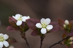 Amelanchier bartramiana