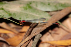 Teinobasis rufithorax