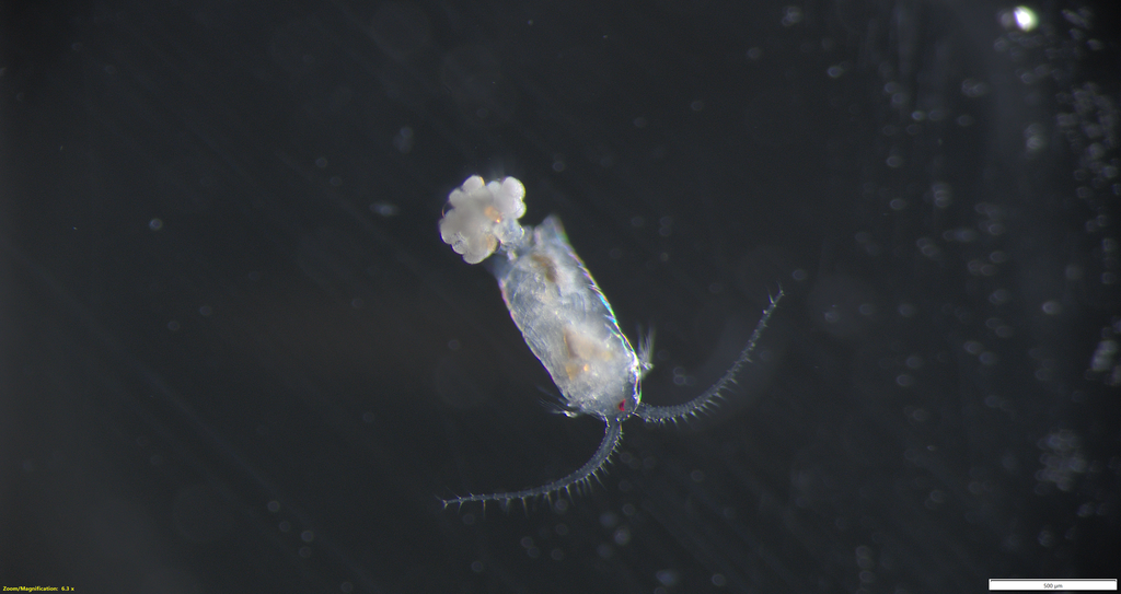 Eurytemora affinis affinis