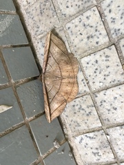 Entomogramma fautrix