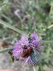 Nemognatha piazata