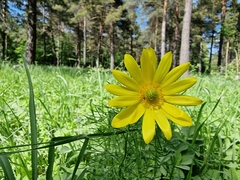 Adonis vernalis