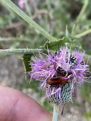 Nemognatha piazata