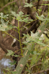 Brachychiton australis