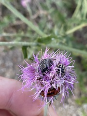 Nemognatha piazata