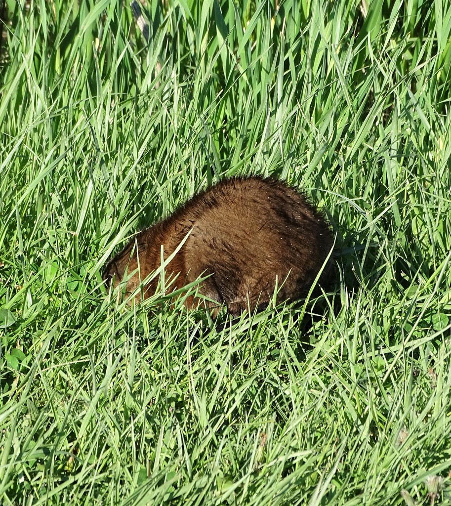 Muskrat from Ottawa County, OH, USA on May 13, 2022 by Su Snyder