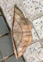 Entomogramma fautrix