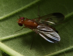 Clusia lateralis