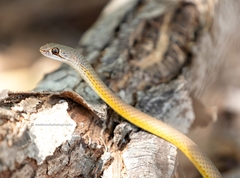 Demansia angusticeps