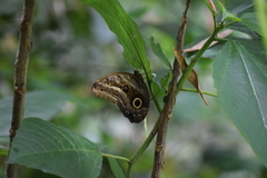 Caligo oileus scamander