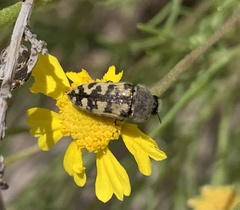 Acmaeodera immaculata