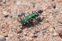 Cicindela patruela