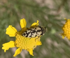 Acmaeodera immaculata