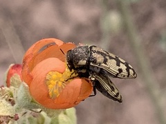 Acmaeodera immaculata