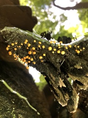 Vibrissea truncorum