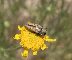 Acmaeodera immaculata