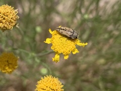 Acmaeodera immaculata