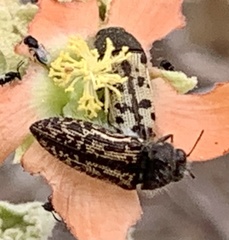Acmaeodera immaculata